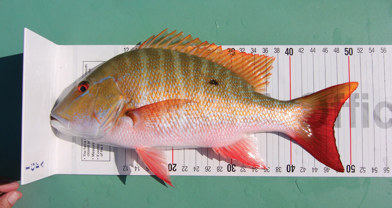 example of fish