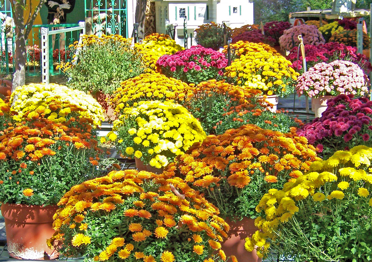 autumn flowers autumn flowers