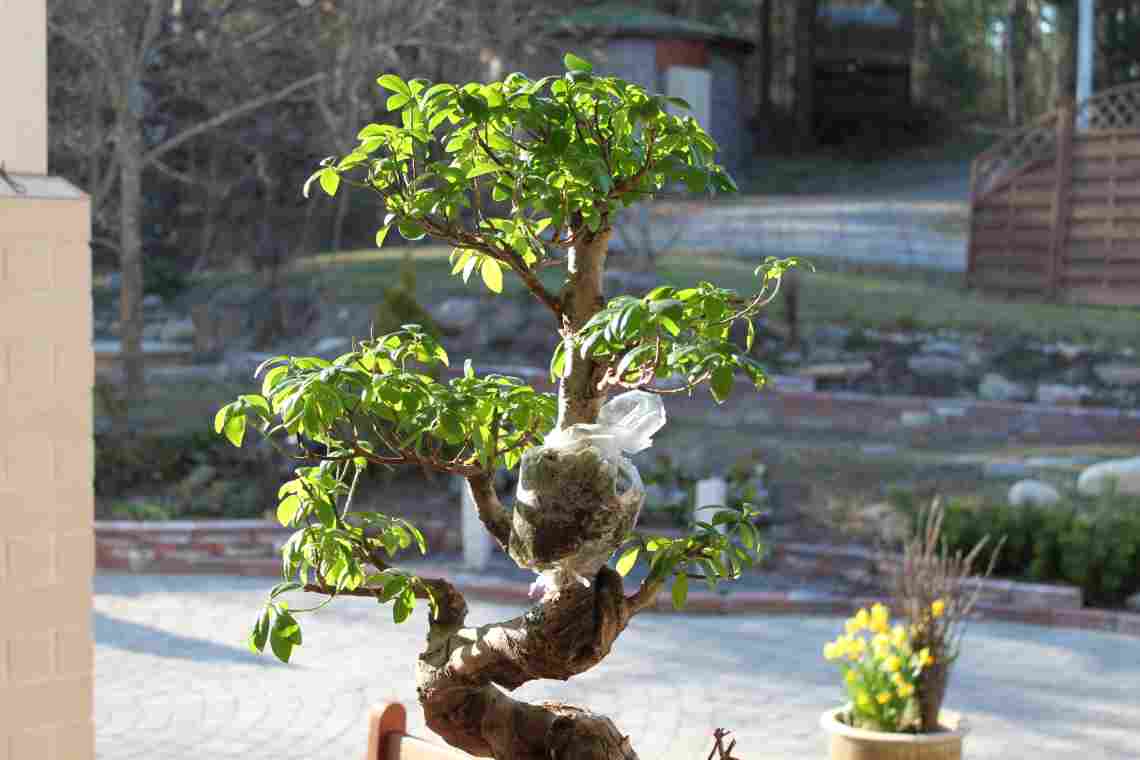 Raisio Bonsai Ficus Air Layering