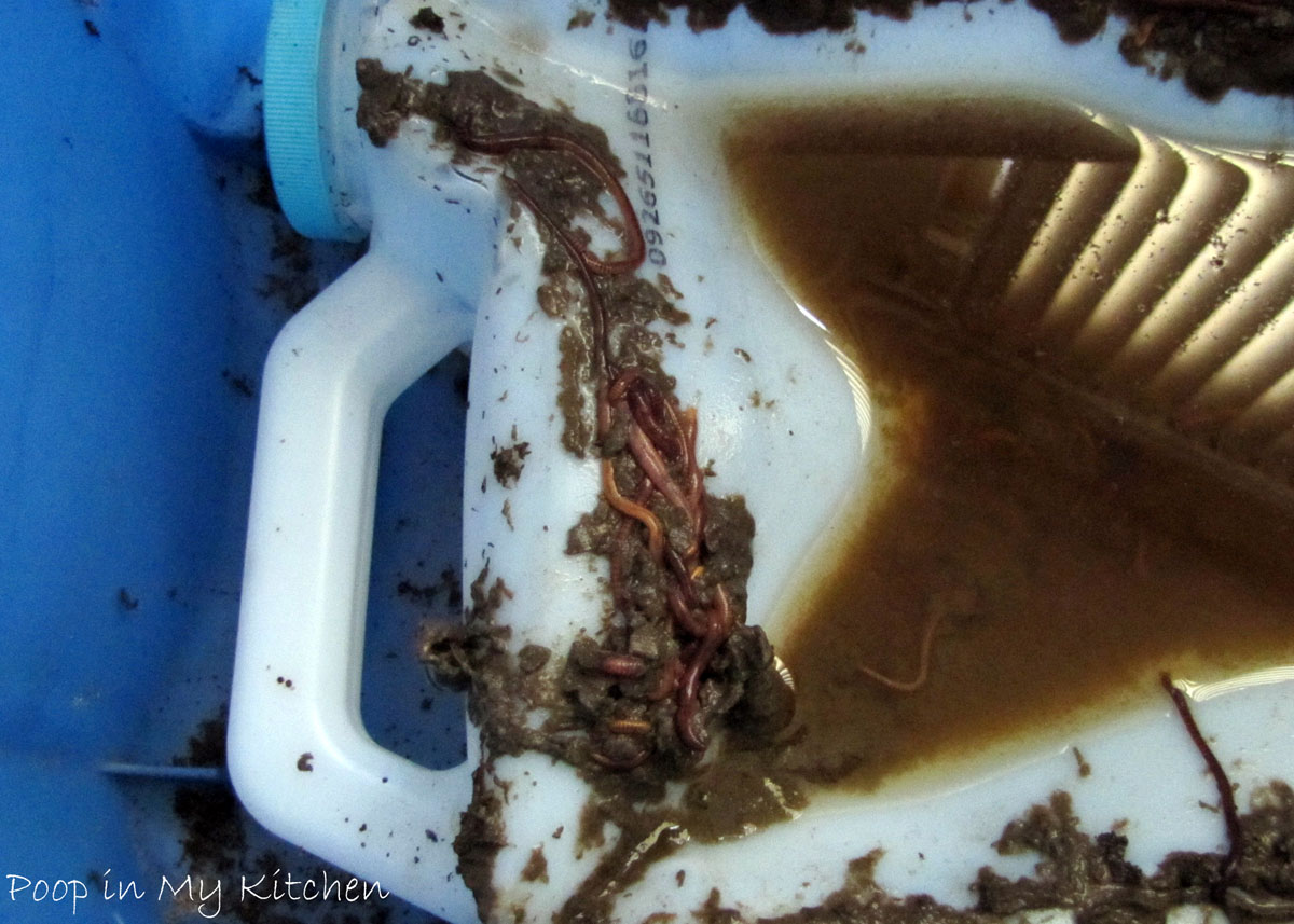 How Do You Keep Worms Alive In A Container at Rodney Forand blog