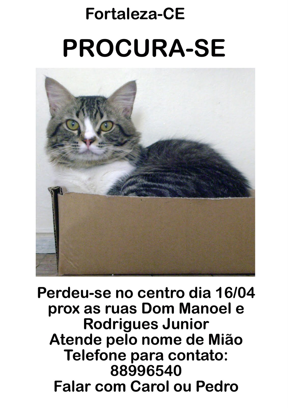Gata Lili Procurase Mião. Gato perdido em Fortaleza