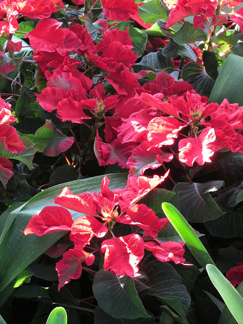 Carousel Dark Red poinsettias