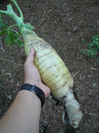 Ridiculous Radish!