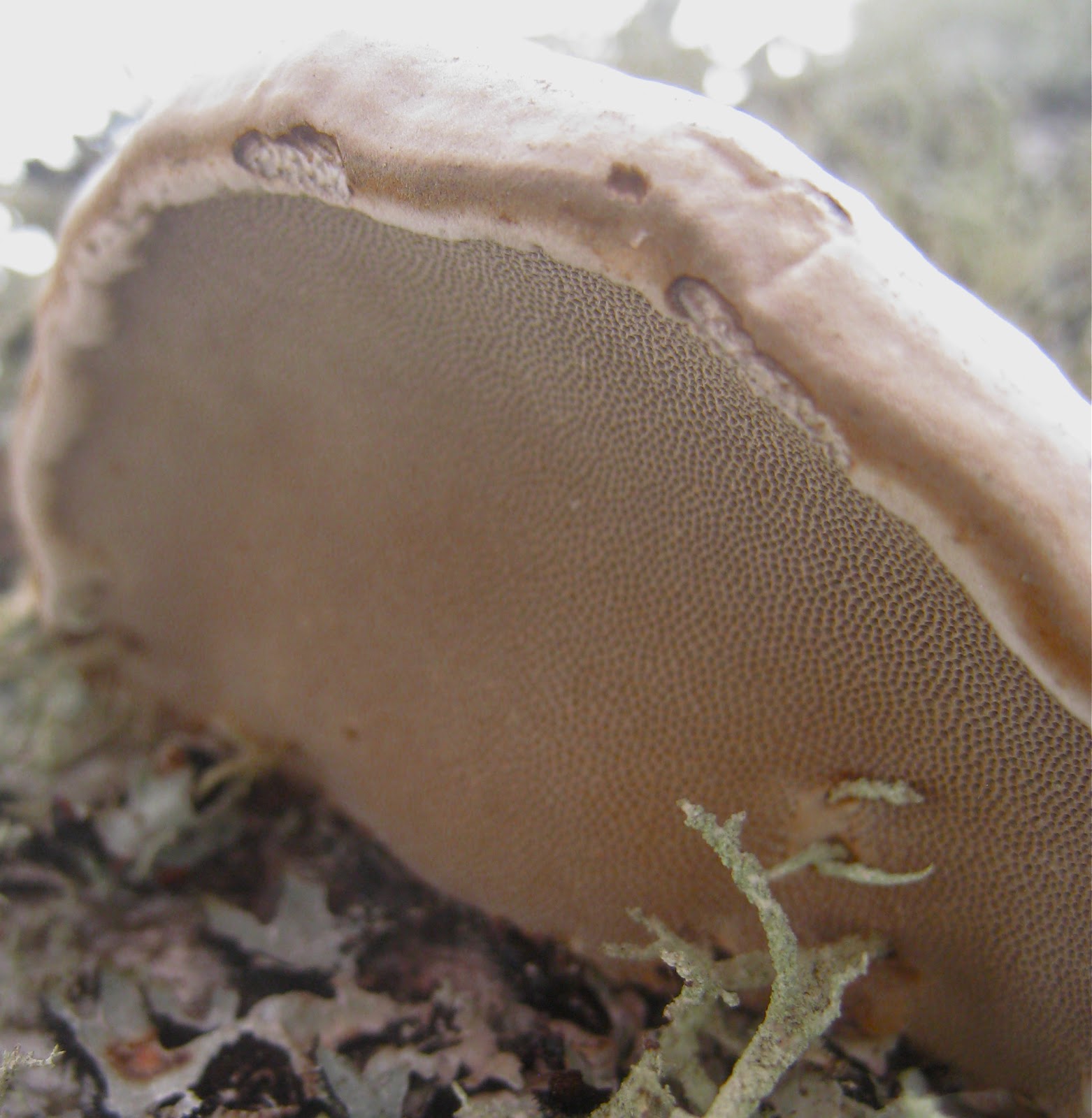 Distracted Naturalist Shelf Fungus on Birch