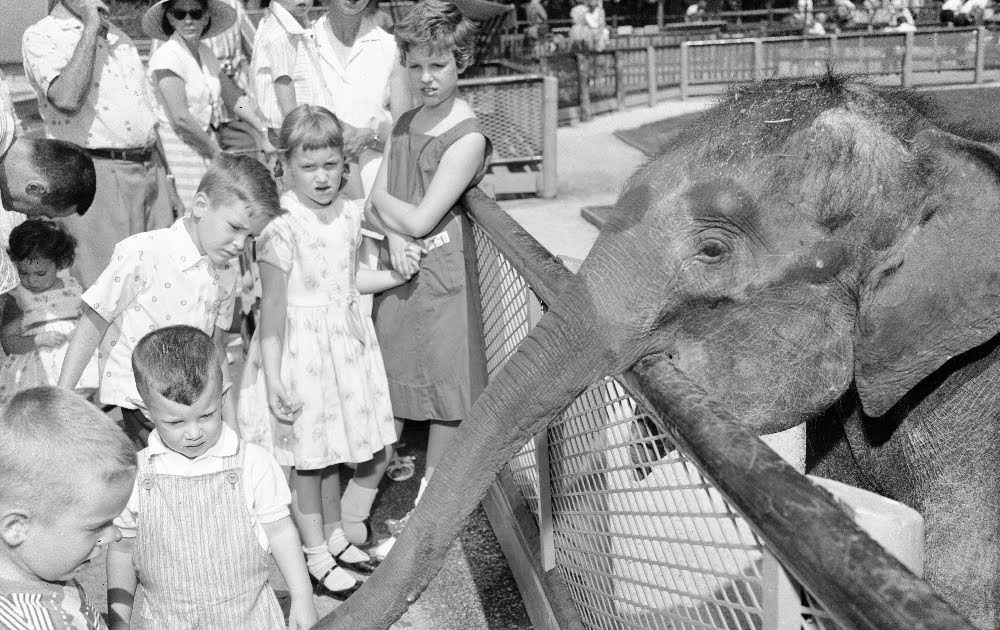 The Circus "NO SPIN ZONE" Vintage Brookfield Zoo Elephants
