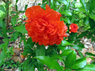 Annieinaustin,pomegranate flower