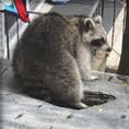 Raccoon has Ripped off My Roof Vent and is Now Living in My Attic, How Do I Get Rid of the Raccoon? http://brssremoval.com/A_Raccoon_Has_Ripped.html