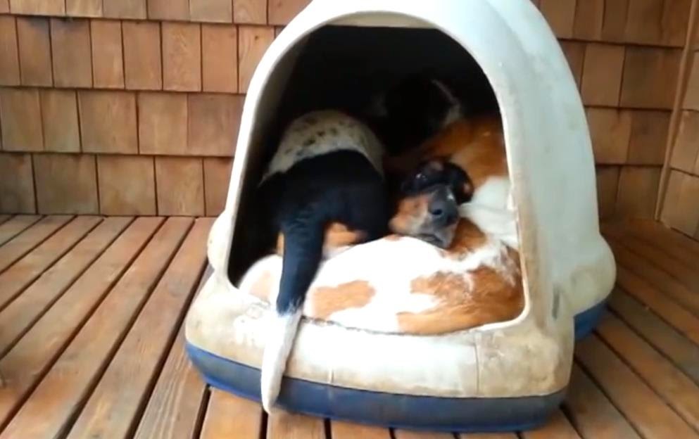Video de cinco perritos en una misma casa se vuelve viral - Seamos Mas