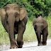 Εμποροι ελεφαντόδοντου αποδεκάτισαν ελέφαντες!