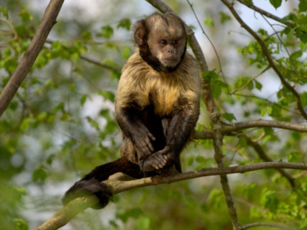 Macaco-prego-do-peito-amarelo (Cebus apella xanthosternos) - Ambientebrasil  - Ambientes