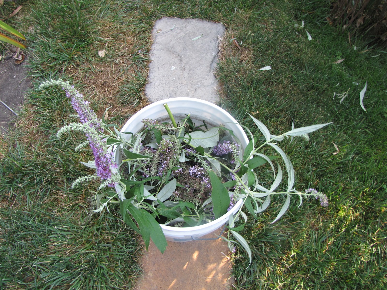 A Corner Garden How I Deadhead Butterfly Bushes