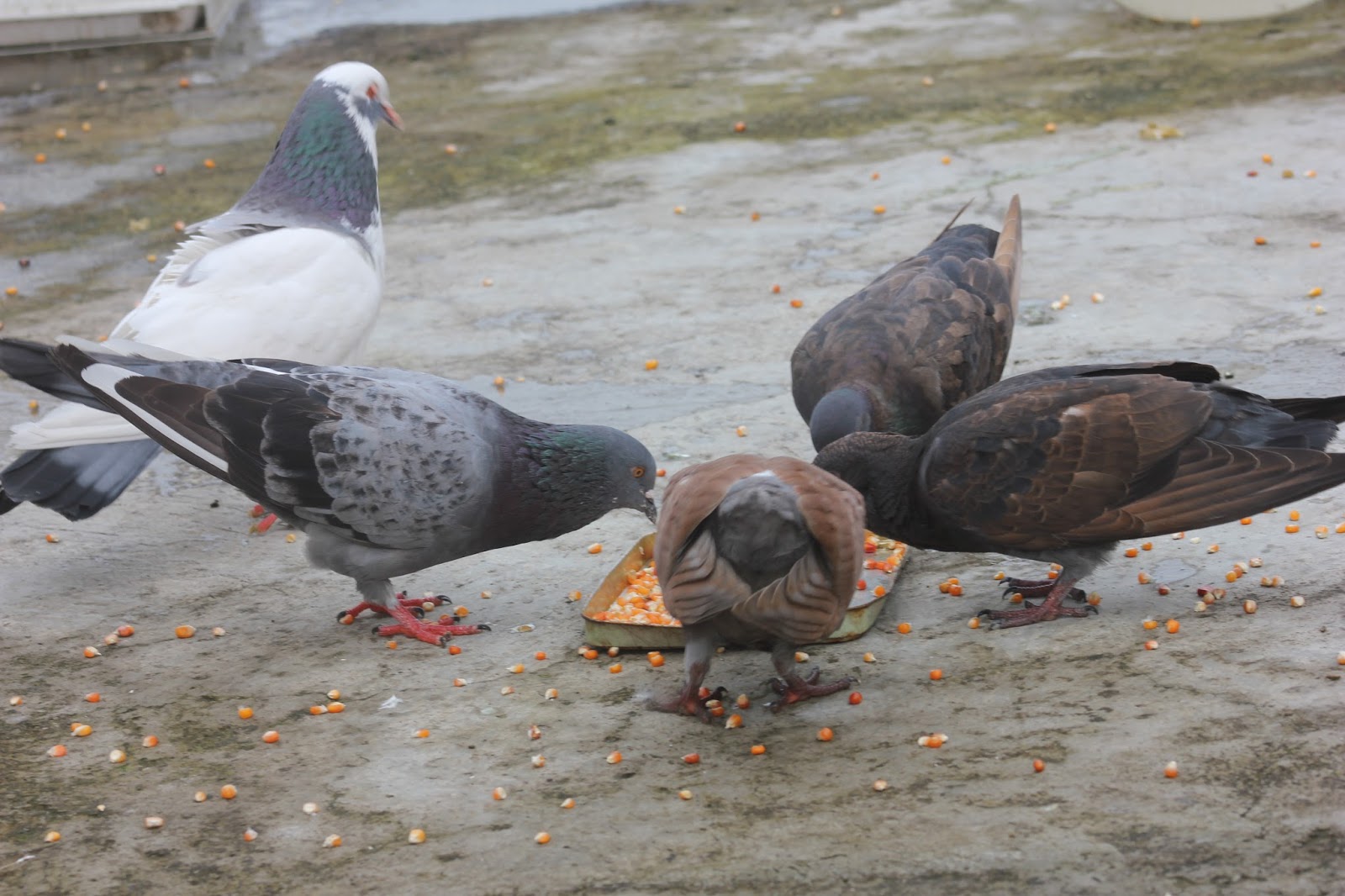 Cara Memberikan Makanan Burung Merpati