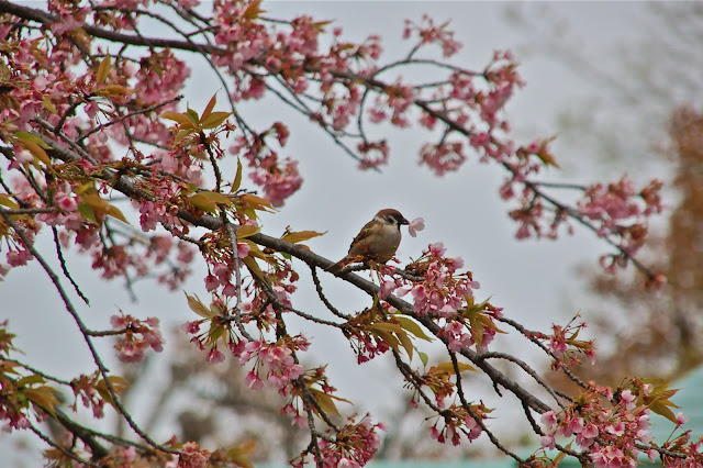 Copyright 2013 Frances J. Pearce Tree sparrow plucks cherry blossom in Kyoto Japan