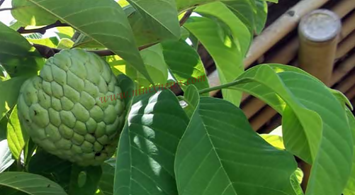 Manfaat Dan Khasiat Daun Srikaya Manfaat Dan Khasiat Daun Srikaya