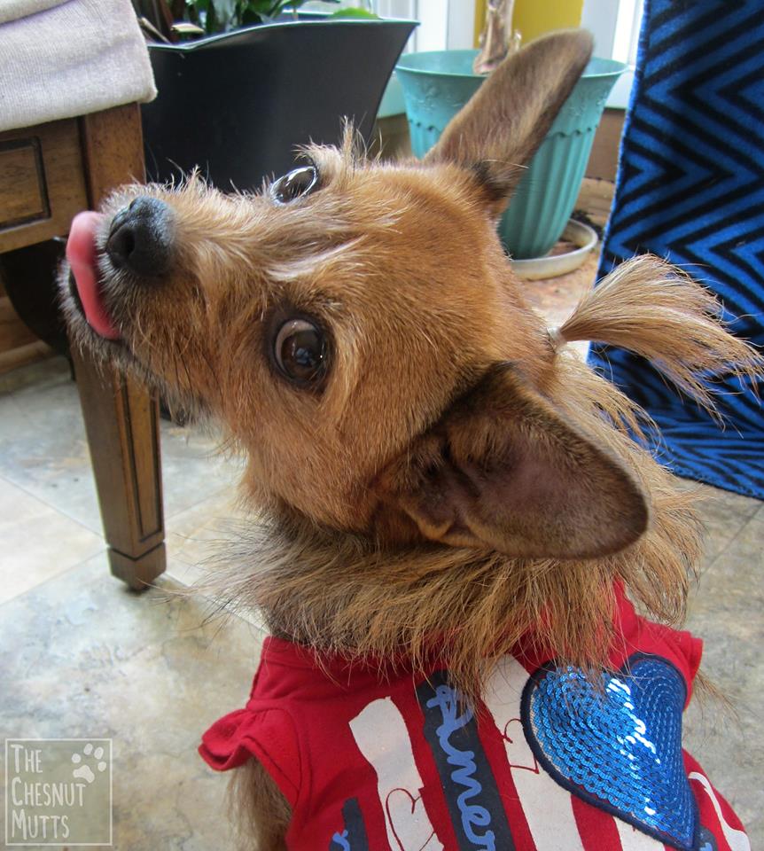 Life With Beagle Hey dogs, show us your raspberries!