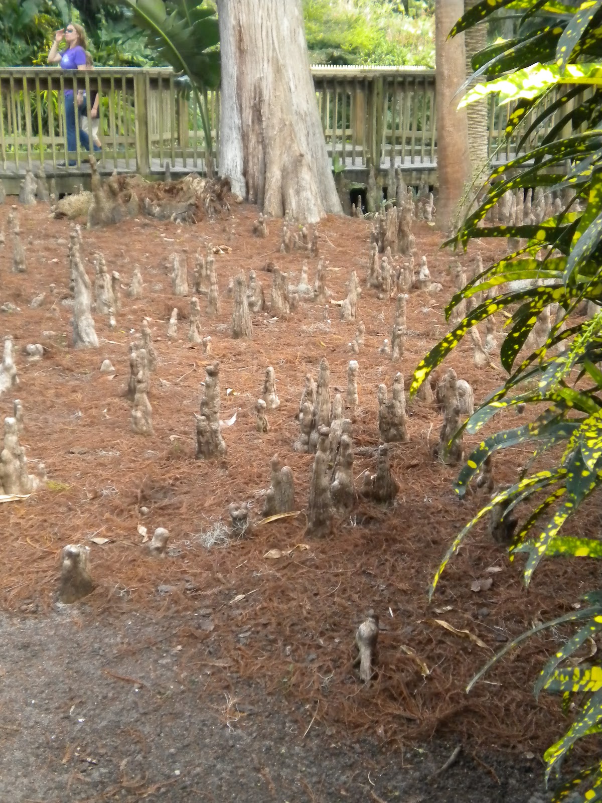 Rosemary's Sampler Cypress Knees