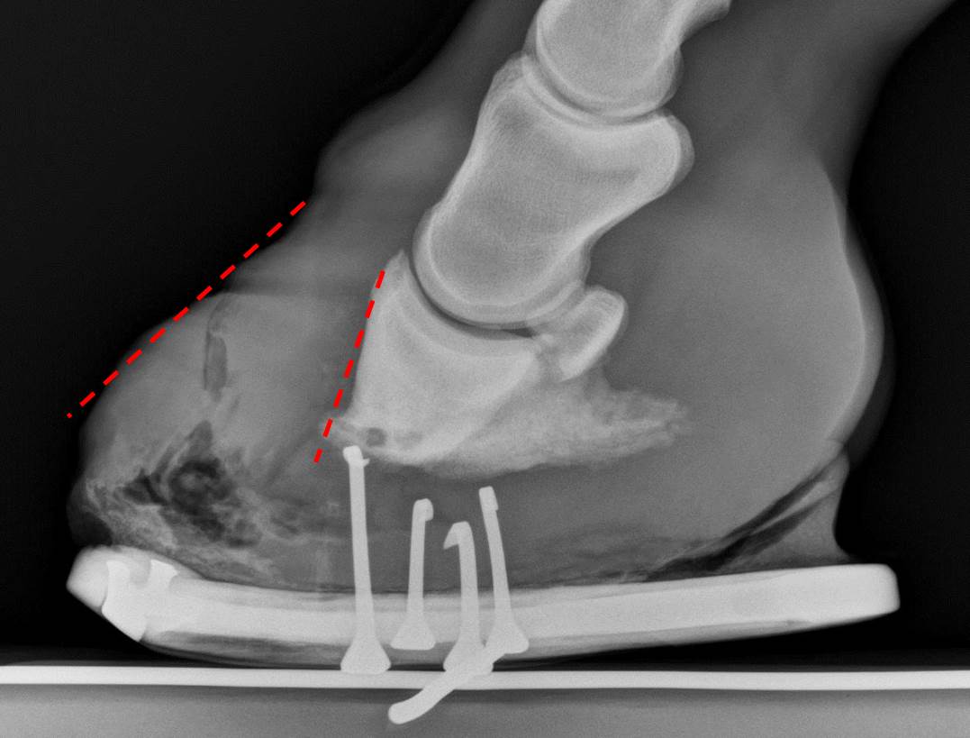 Michael Porter, Equine Veterinarian Subsolar Abscess in a Horse!!