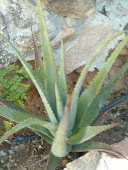 Aloe vera