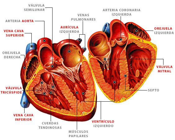 IMAGEN CORAZON ABIERTO imagen corazon abierto: