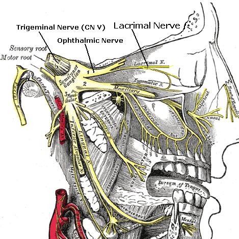 Lacrimal Nerve