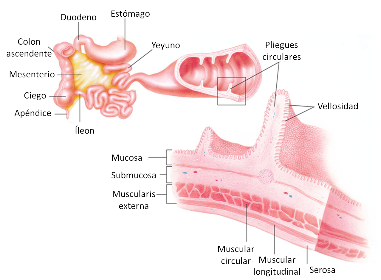 Portafolio de evidencias de Fisiología Humana Tubo digestivo
