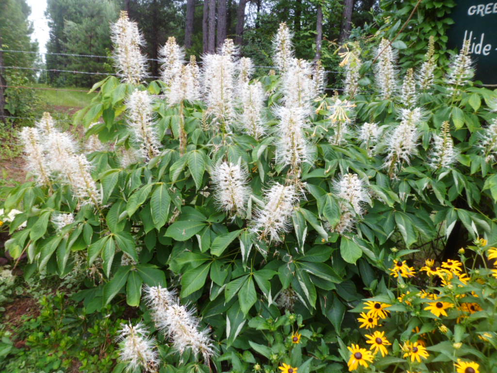 A Year With The Trees Bottlebrush Buckeye Aesculus Parviflora