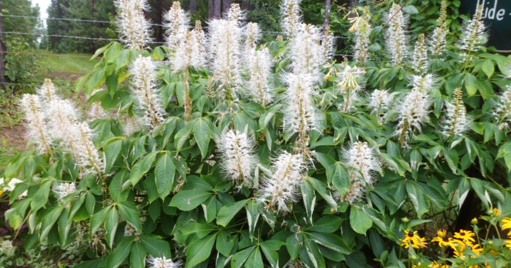 Southern Meadows Wildflower Wednesday Bottlebrush Buckeye