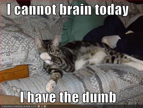 funny-pictures-cat-cannot-brain-today.jp