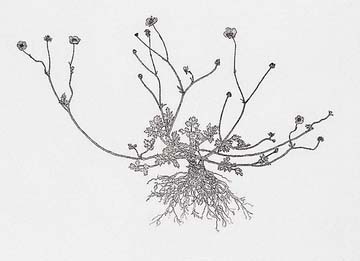 Michael Landy Weeds