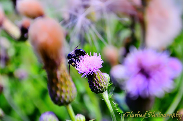 Bee on a Thistle Flower
