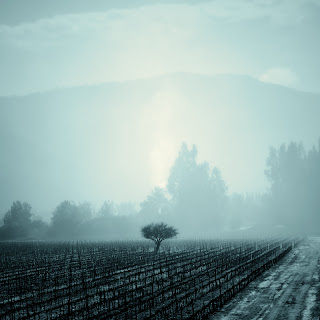 Vineyard, Casablanca Valley, Chile