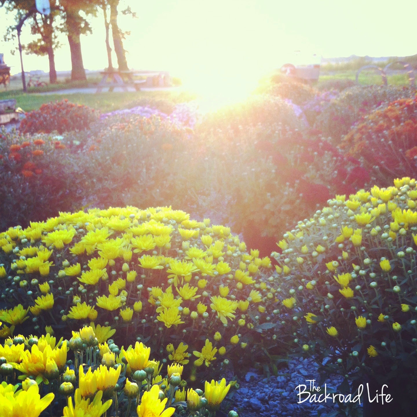 the backroad life are fall mums hardy the backroad life are fall mums hardy