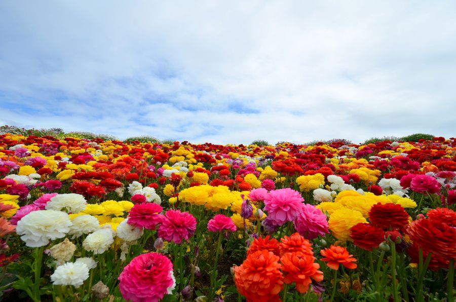  Flower Fields, Carlsbad by Sunil Jagadish