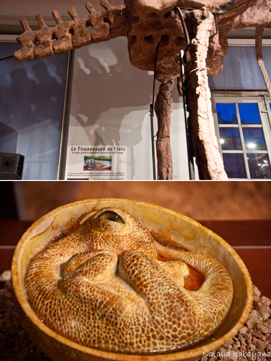 Museu de História Natural Aix-en-Provence
