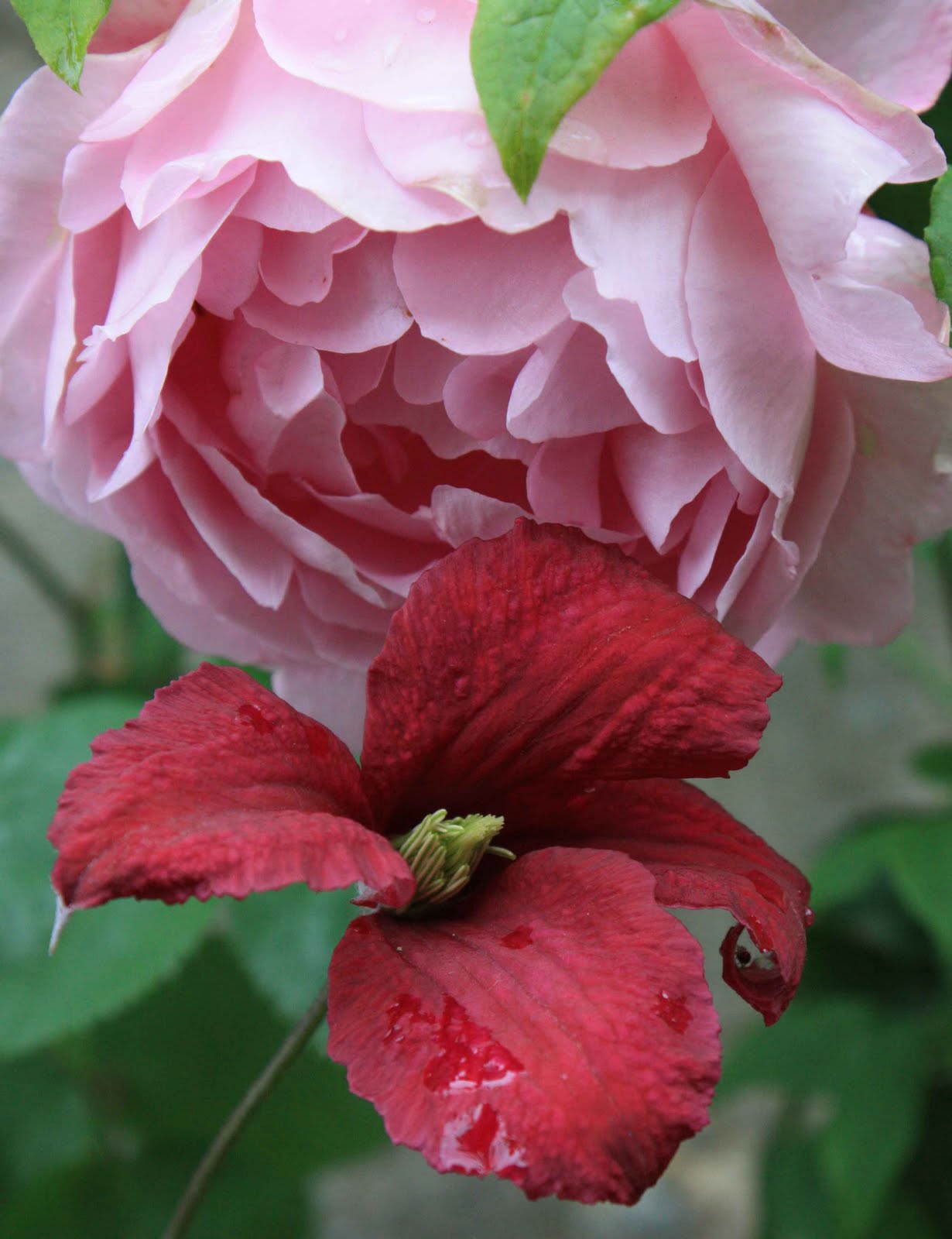Kathy Brown's Garden Late flowering clematis are so early this year