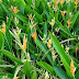 Tukang Taman Pohon Pisang Heliconia | Pohon Pisang-Pisangan