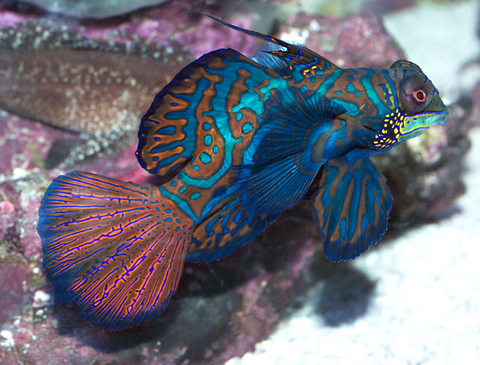 Mandarinfish | Wild Life Animal