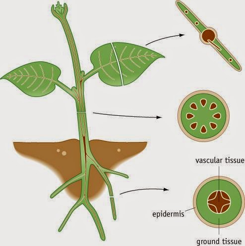 Senior Biology: Transport In Plants Senior Biology: Transport In Plants