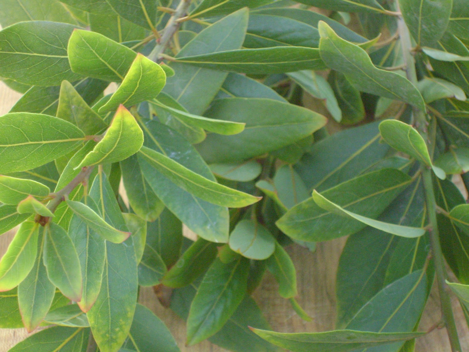 How to Dry Bay Leaves mysavoryspoon