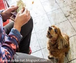 Anjing Ini Bisa Memedakan Nominal Uang Anjing Ini Bisa Memedakan Nominal Uang