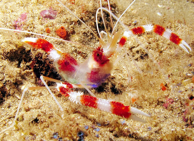 Banded Coral Shrimp - a little & beautiful sea Shrimp