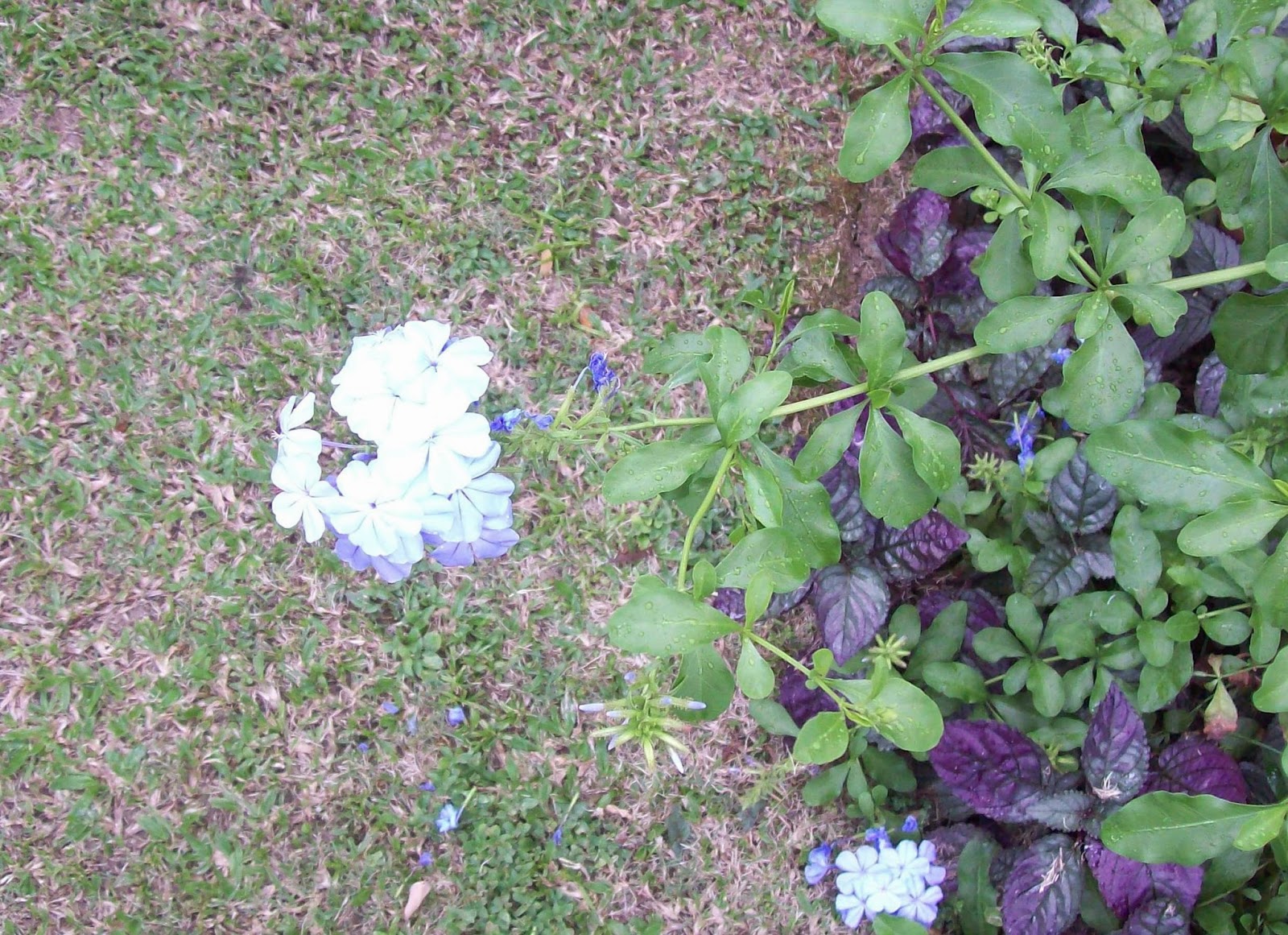 Mary Adam, Plumbago Day 7 photo
