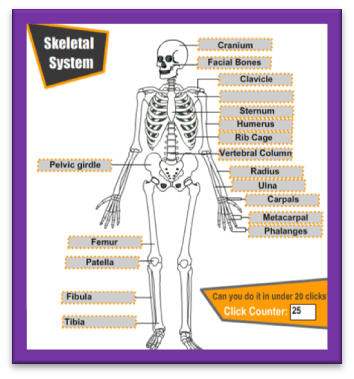 FUN ENGLISH POINT: Skeletal System: Label the bones