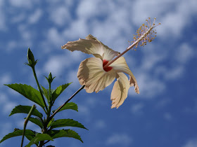 Flowers Wallpapers: Hibiscus Flowers Wallpapers