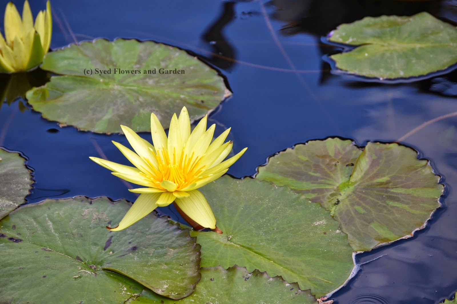how to grow water lilies or aquatic plants nymphaeaceae flower and garden how to grow water lilies or aquatic plants nymphaeaceae flower and garden
