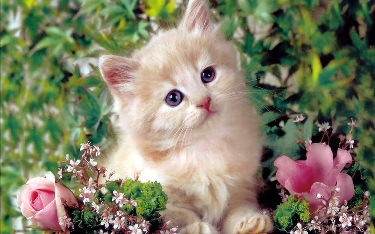 A beautiful kitten with a sweet cougar p amp a 4