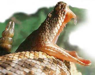 reptiles reptiles