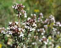 Tijm (thymus vulgaris)