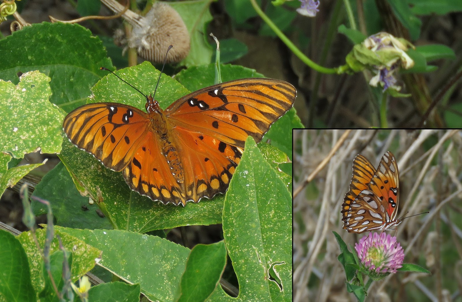 Around the Bend Looking back at 2015's Ohio Butterflies