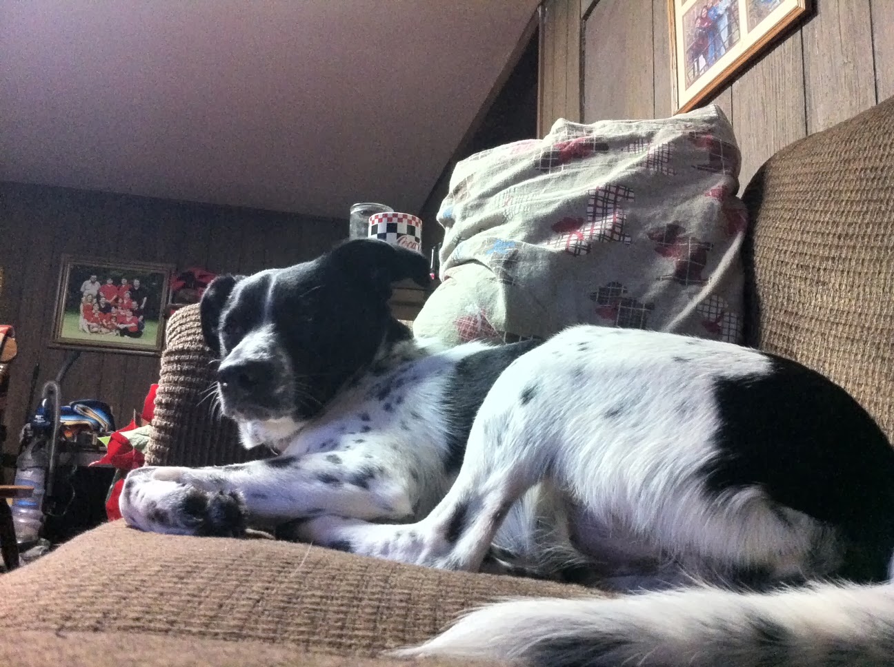 Jessi Beagle Border Collie Dog Dogs Puppy Pet